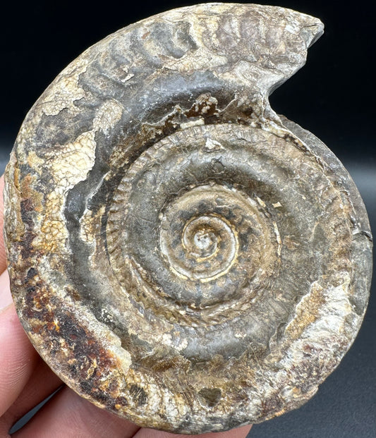 Hildoceras Bifrons Ammonite fossil with box and stand - Whitby, North Yorkshire Jurassic Coast, Yorkshire Fossils from the Jurassic Coast