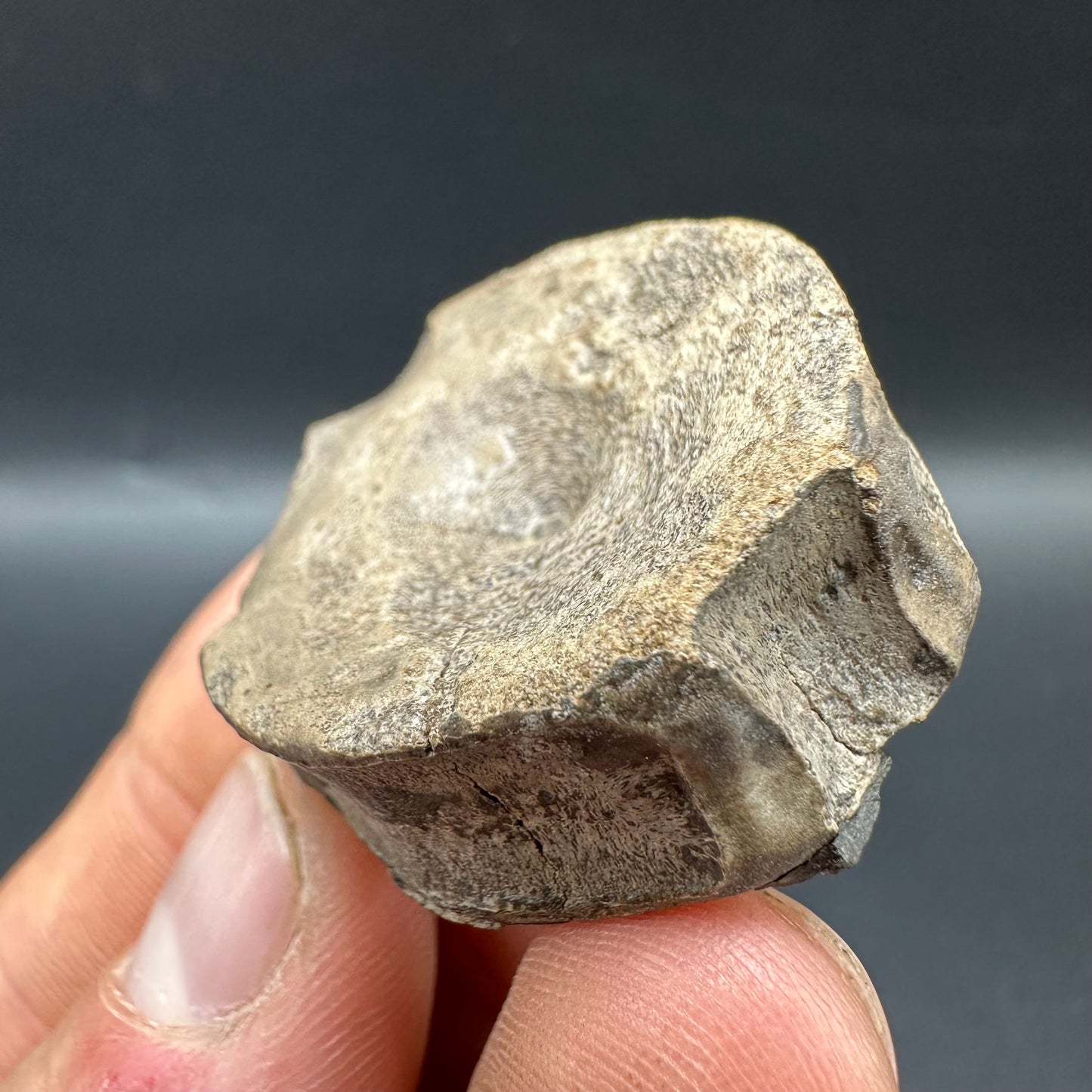 Ichthyosaur Vertebra fossil with box and stand - Whitby, North Yorkshire Jurassic Coast, Yorkshire fossils found on the Jurassic Coast