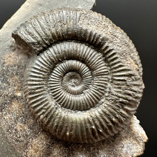 Dactylioceras Ammonite Fossil Gift Set - Whitby, North Yorkshire Jurassic Coast Yorkshire Fossils