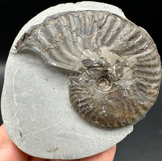 Pseudolioceras lythense Ammonite fossil with box and stand - Whitby, North Yorkshire, Yorkshire Fossils on the Jurassic Coast