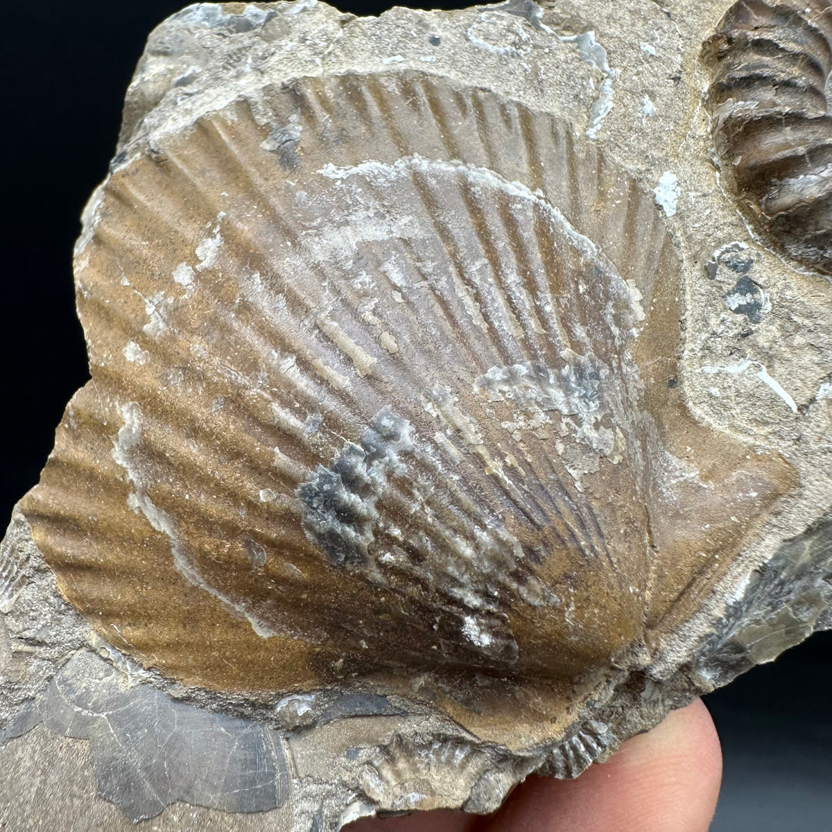 Androgynoceras capricornus Ammonite Fossil With Stand - Whitby, North Yorkshire Jurassic Coast Yorkshire Fossils