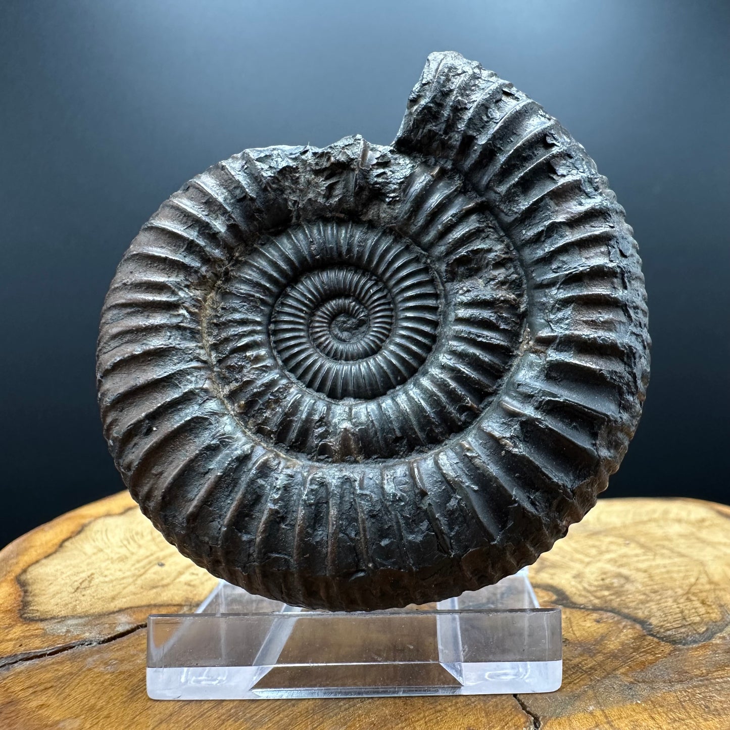 Dactylioceras Ammonite Fossil With box and Stand - Whitby, North Yorkshire Jurassic Coast Yorkshire Fossils