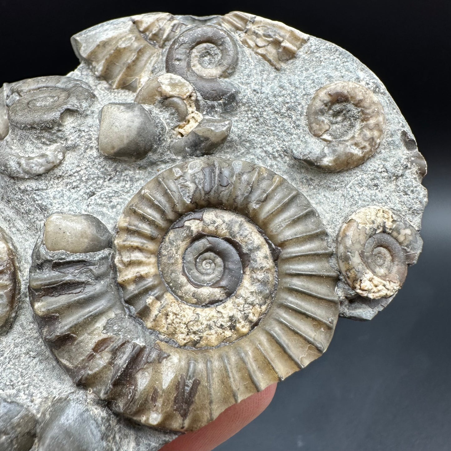 Arnioceras ammonite shell fossil with box and stand - Whitby, North Yorkshire Jurassic Coast Yorkshire Fossils
