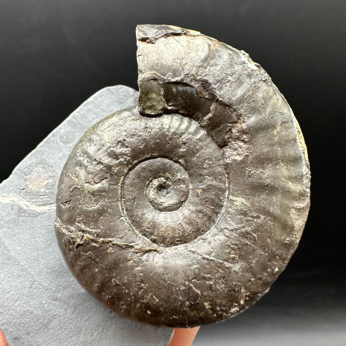 Grammoceras thoaurense Ammonite shell fossil with box and stand - Whitby, North Yorkshire, Yorkshire Fossils from the Jurassic Coast