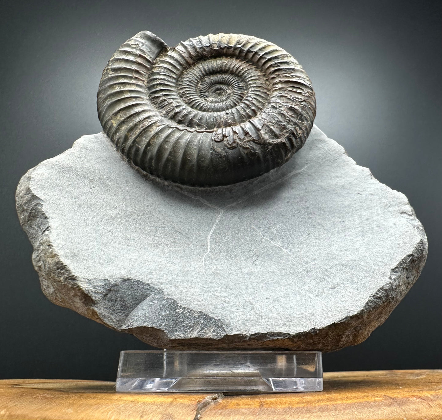 Dactylioceras Ammonite Fossil With box and Stand - Whitby, North Yorkshire Jurassic Coast Yorkshire Fossils