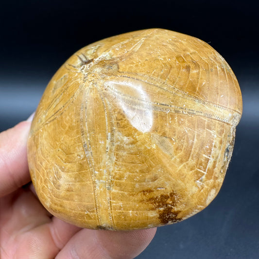 Holectypus Sea Urchin Fossil With Box And Stand - Middle Jurassic Madagascar
