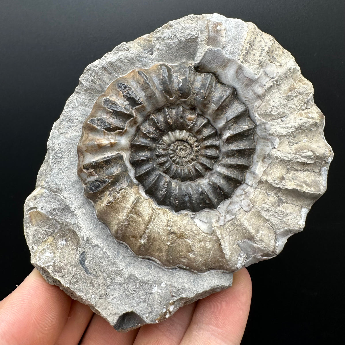 Androgynoceras maculatum ammonite fossil with box and stand - Whitby, North Yorkshire Jurassic Coast Yorkshire Fossils