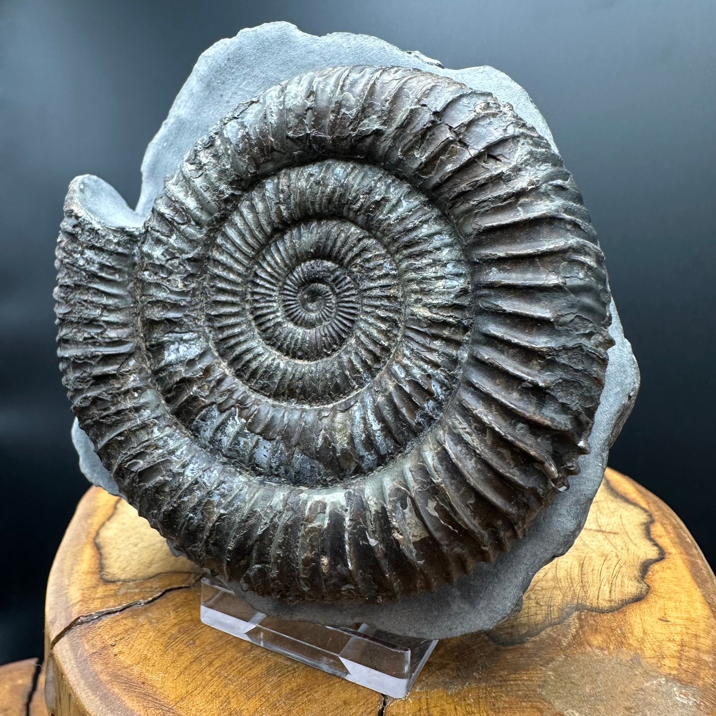 Dactylioceras Ammonite Fossil With box and Stand - Whitby, North Yorkshire Jurassic Coast Yorkshire Fossils