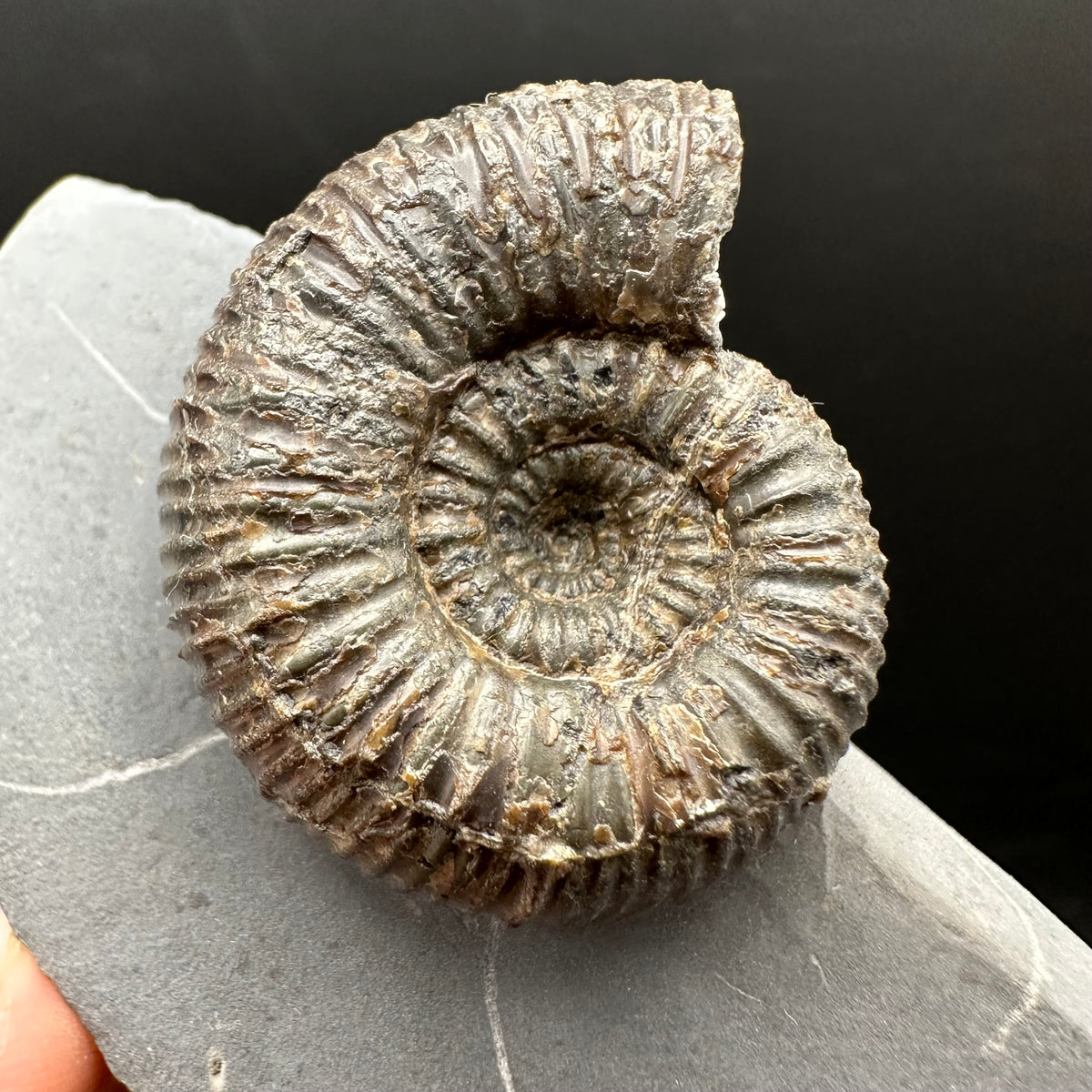 Nodicoeloceras Sp. Ammonite Fossil With Box And Stand - Whitby, North Yorkshire Jurassic Coast Yorkshire Fossils