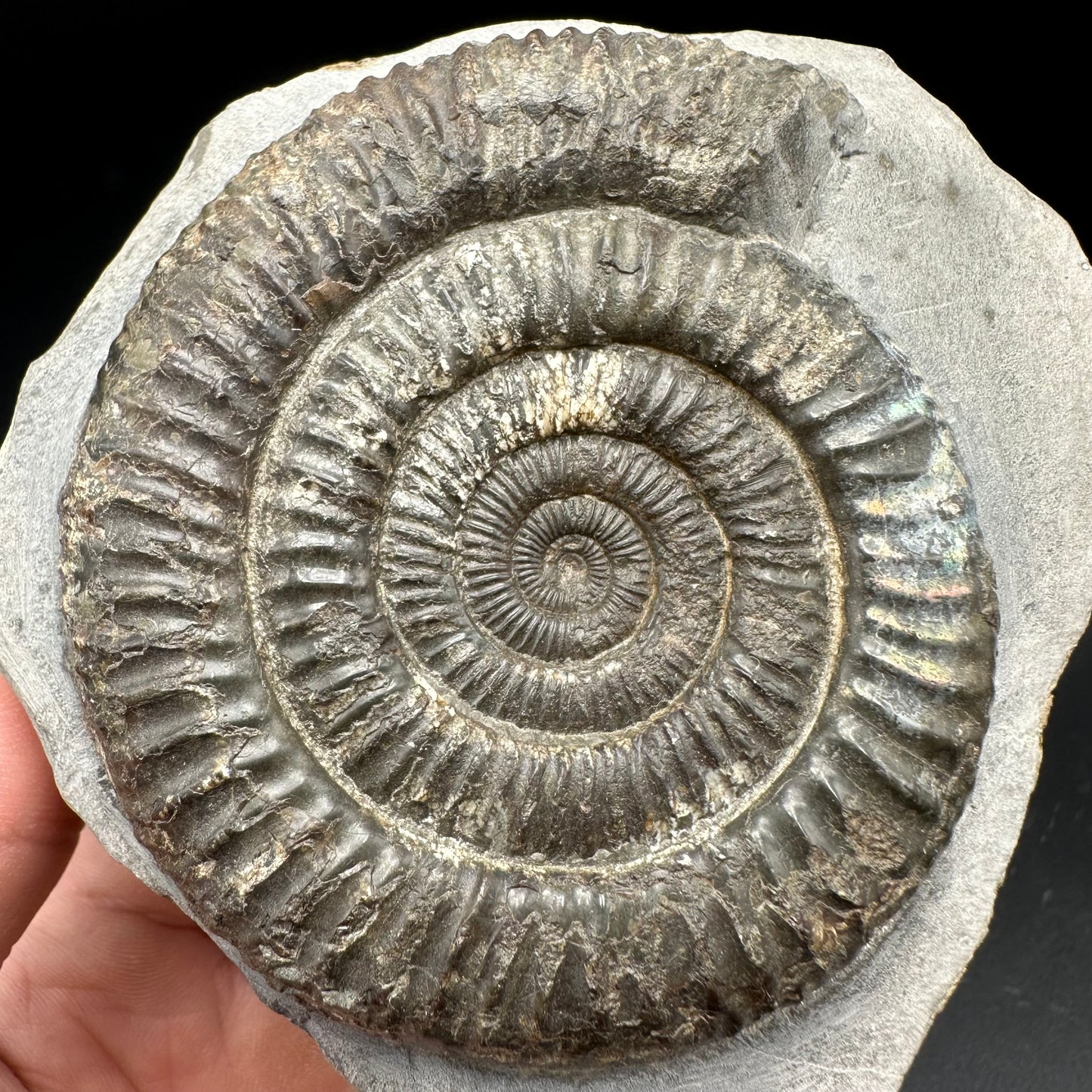 Iridescent Dactylioceras Ammonite Fossil With Box And Stand - Whitby, North Yorkshire Jurassic Coast Yorkshire Fossils