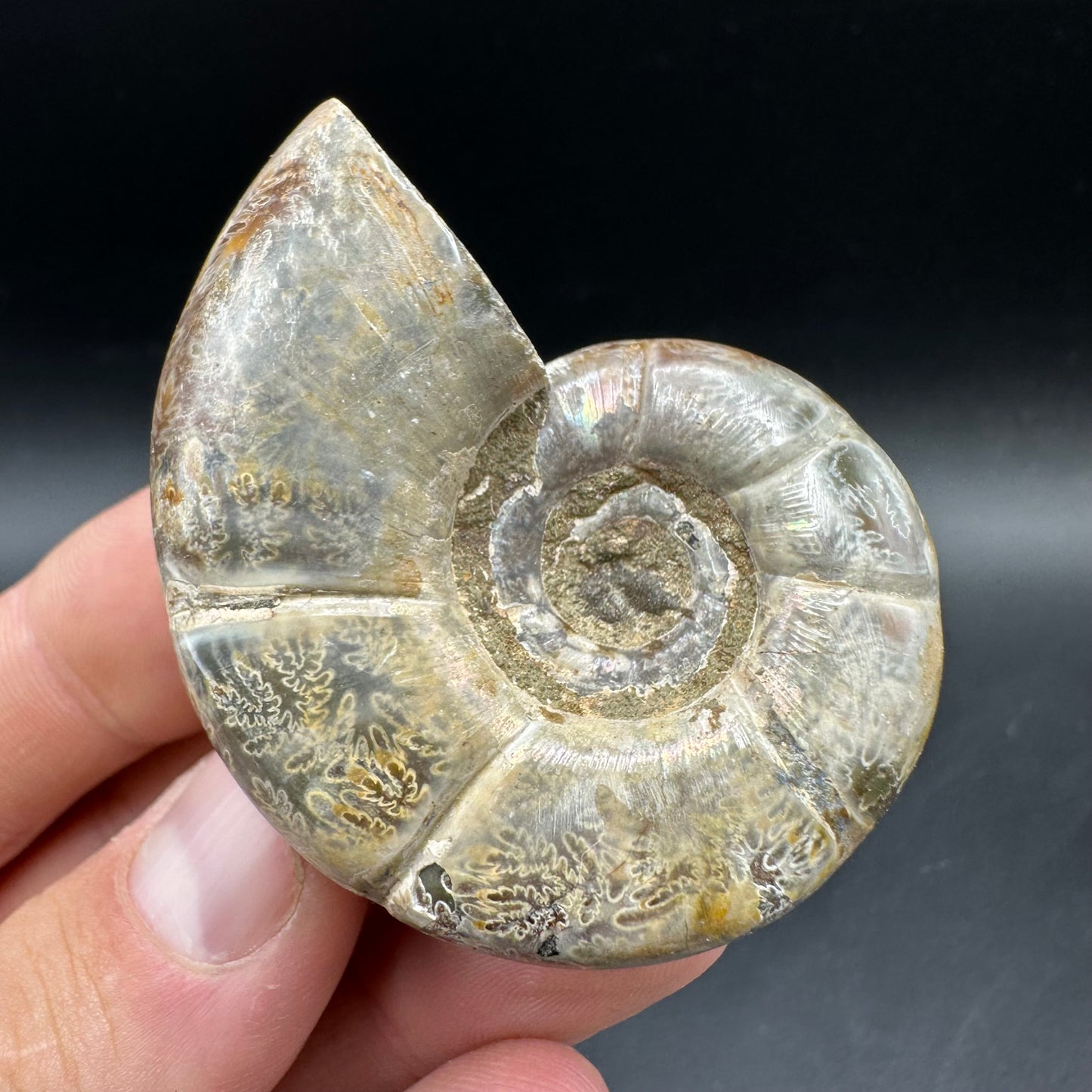 Lytoceras Ammonite Fossil With Box And Stand - Cretaceous Ammonite Madagascar