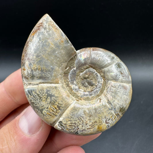 Lytoceras Ammonite Fossil With Box And Stand - Cretaceous Ammonite Madagascar
