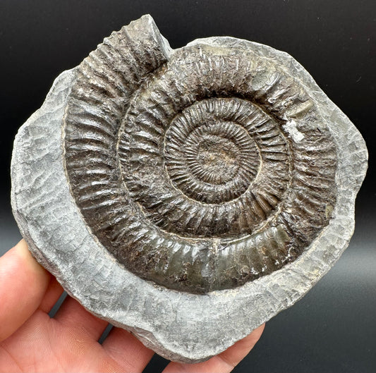 Dactylioceras Ammonite Fossil With Box And Stand - Whitby, North Yorkshire Jurassic Coast Yorkshire Fossils