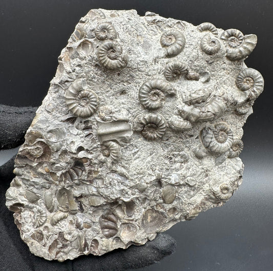 Eugassiceras Ammonite shell fossil with stand - Whitby, North Yorkshire Jurassic Coast Yorkshire Fossils