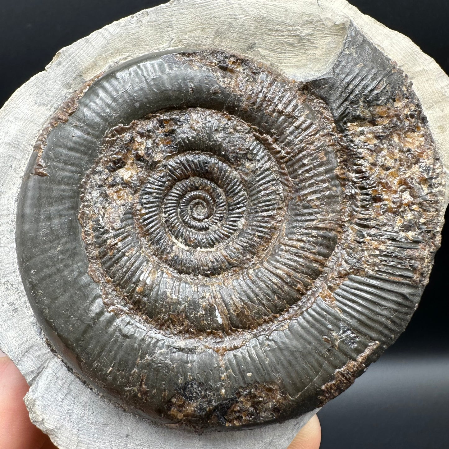 Dactylioceras tenuicostatum Ammonite fossil with box and stand - Whitby, North Yorkshire Jurassic Coast