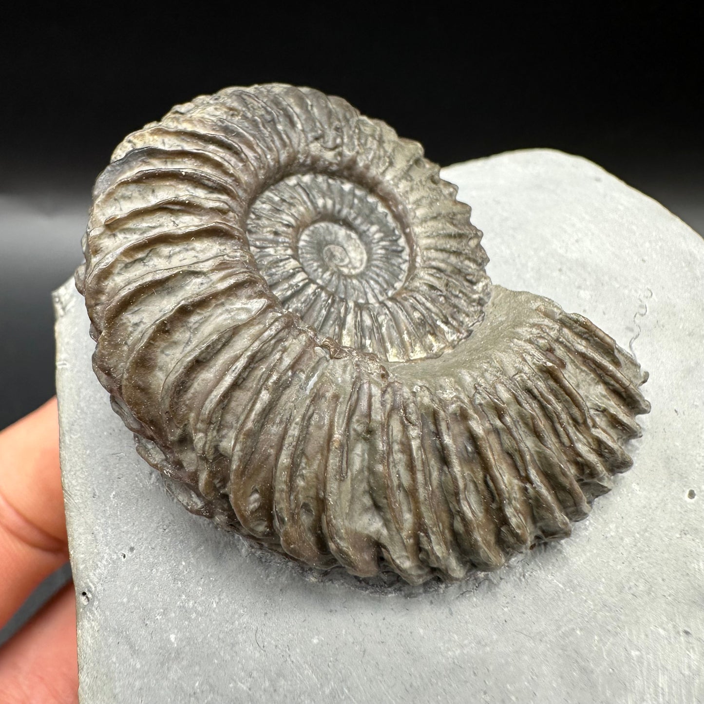 Schlothemia angulata ammonite fossil with box and stand - Whitby, North Yorkshire Jurassic Coast, Yorkshire fossils