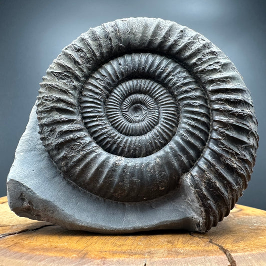 Dactylioceras Ammonite Fossil With box and Stand - Whitby, North Yorkshire Jurassic Coast Yorkshire Fossils