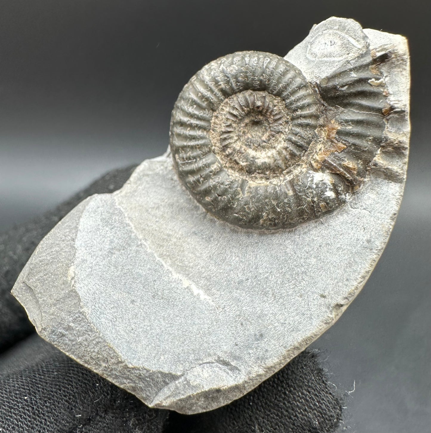 Porpoceras vortex ammonite fossil with box and stand - Whitby, North Yorkshire Jurassic Coast, Yorkshire fossils