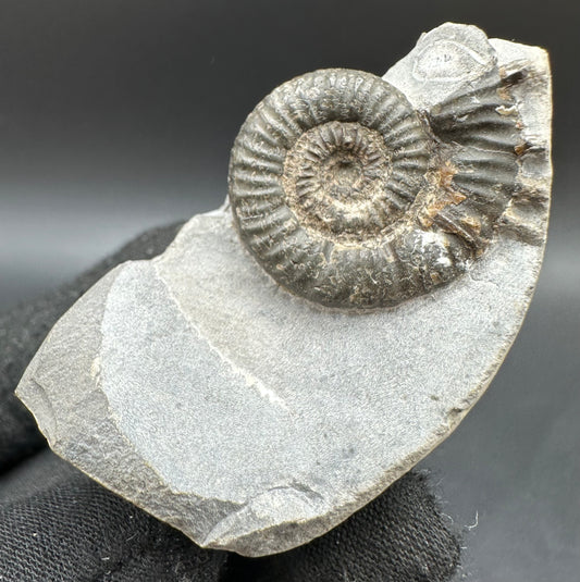 Porpoceras vortex ammonite fossil with box and stand - Whitby, North Yorkshire Jurassic Coast, Yorkshire fossils