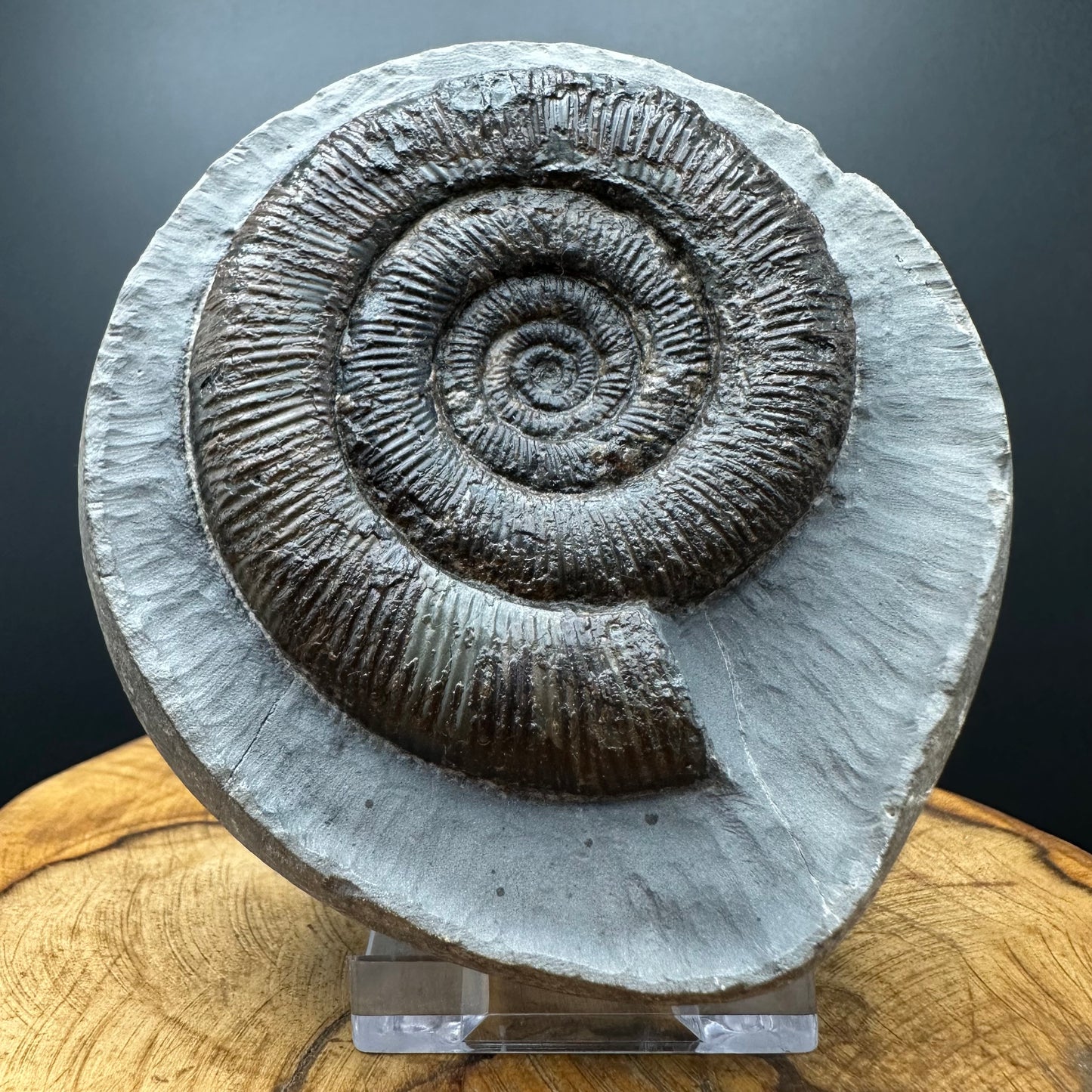 Dactylioceras tenuicostatum Ammonite fossil with box and stand - Whitby, North Yorkshire Jurassic Coast