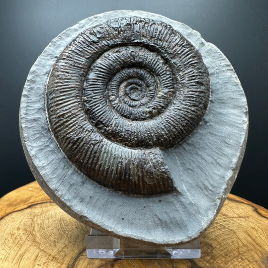 Dactylioceras tenuicostatum Ammonite fossil with box and stand - Whitby, North Yorkshire Jurassic Coast