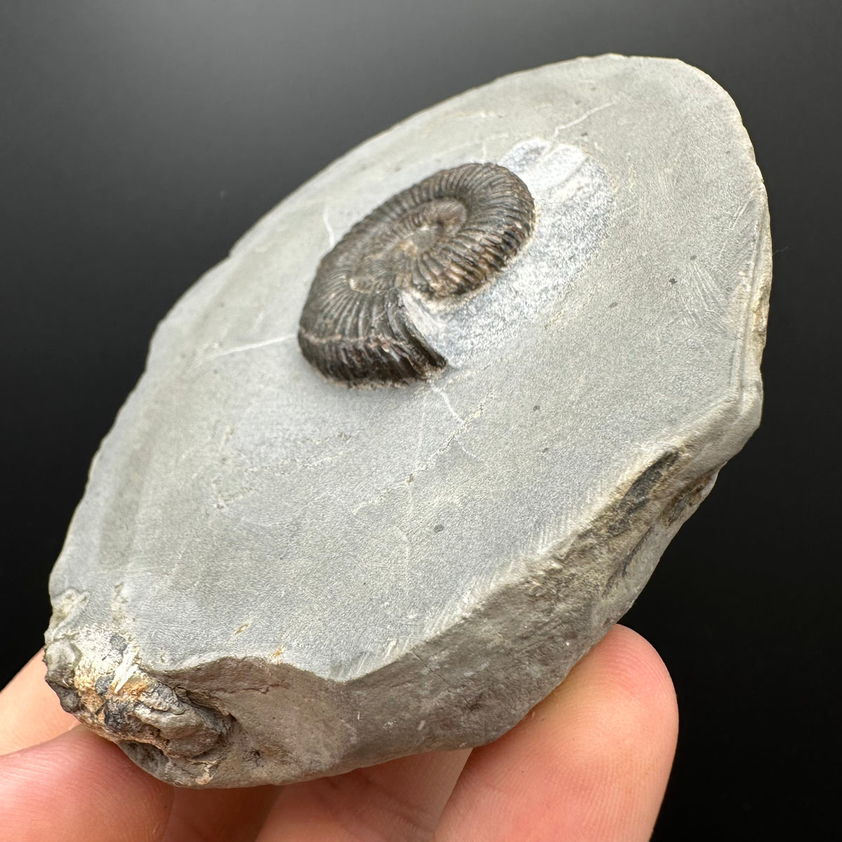 Dactylioceras Ammonite Fossil With box and Stand - Whitby, North Yorkshire Jurassic Coast Yorkshire Fossils