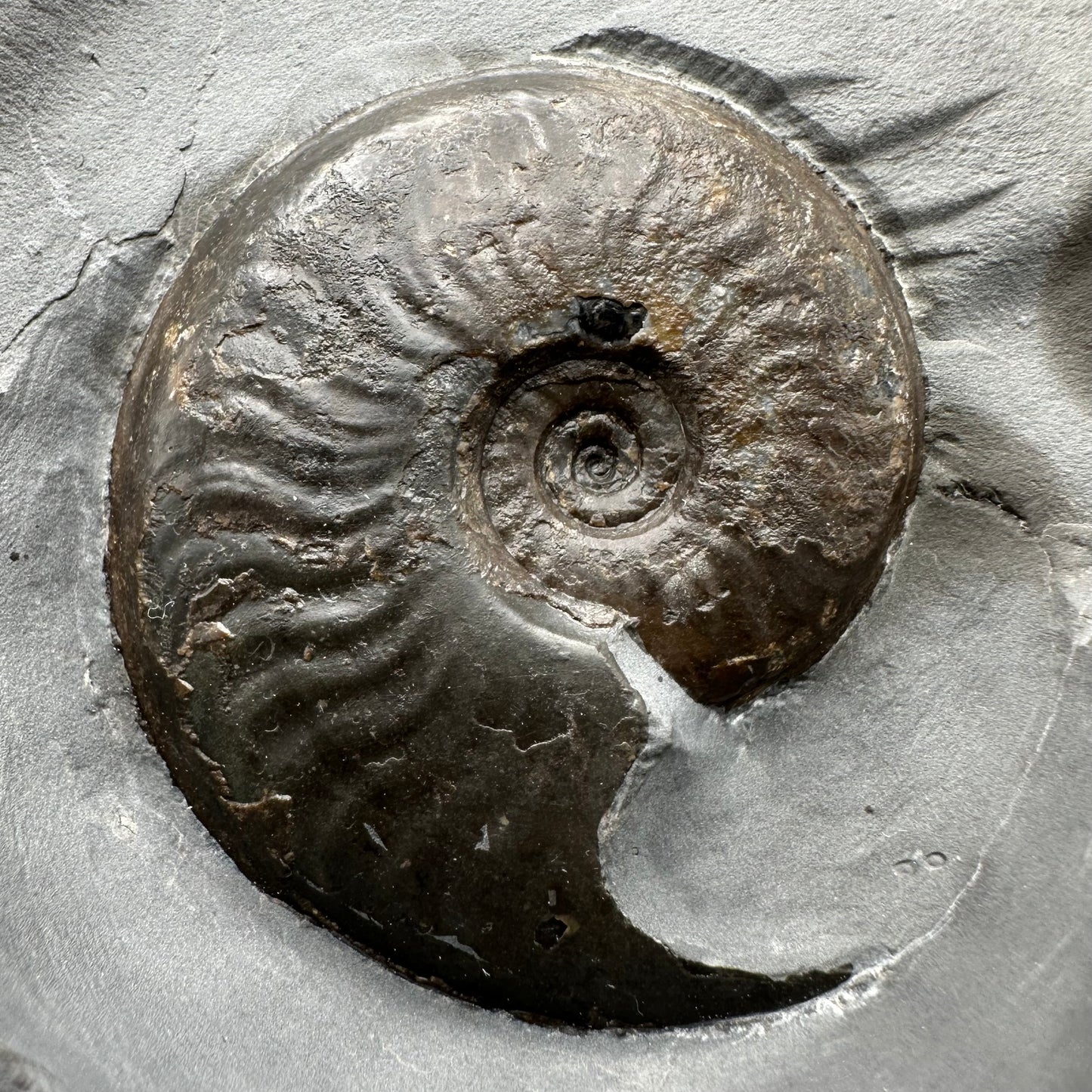 Golden Egg (GENUINE) Ammonite Fossil With Stand - Whitby, North Yorkshire Jurassic Coast Yorkshire Fossils