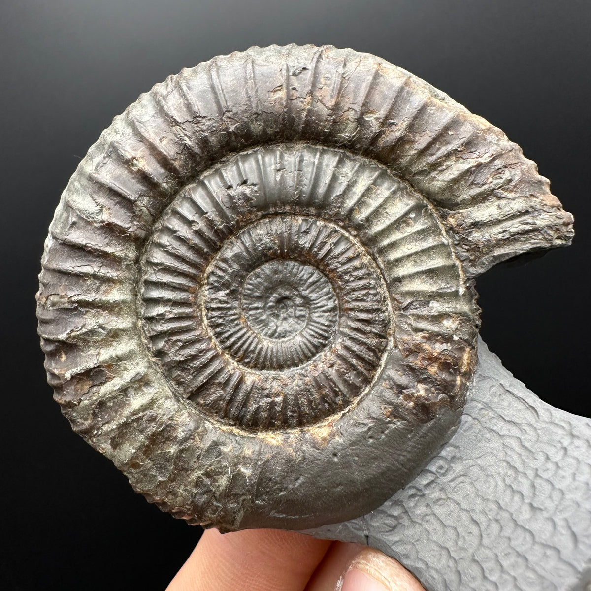 Dactylioceras Ammonite Fossil With Stand - Whitby, North Yorkshire Jurassic Coast Yorkshire Fossils