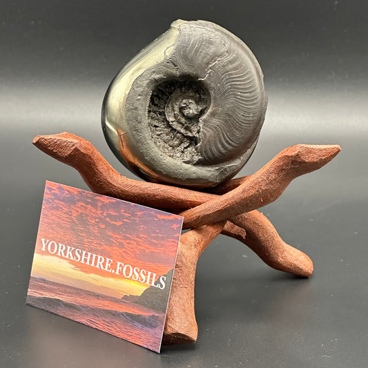 Golden Egg (GENUINE) Ammonite Fossil With Stand - Whitby, North Yorkshire Jurassic Coast Yorkshire Fossils