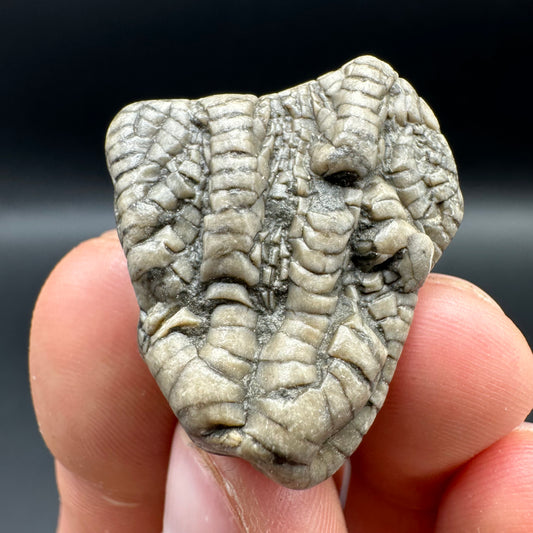 Crinoid fossil - Whitby, North Yorkshire, Jurassic Coast, Yorkshire Fossils