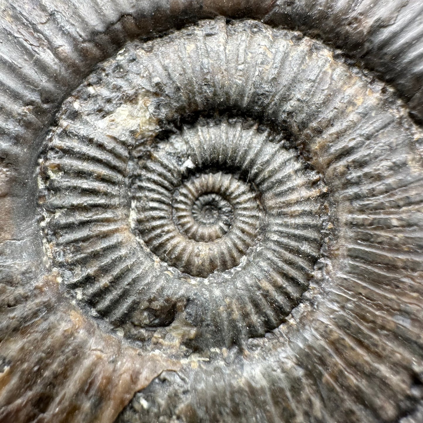 Zugodactylites ammonite fossil - Whitby, North Yorkshire Jurassic Coast, Yorkshire fossils