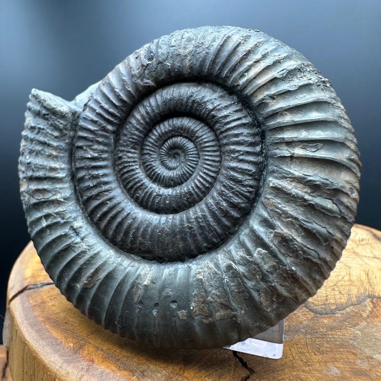 Dactylioceras Ammonite Fossil With box and Stand - Whitby, North Yorkshire Jurassic Coast Yorkshire Fossils