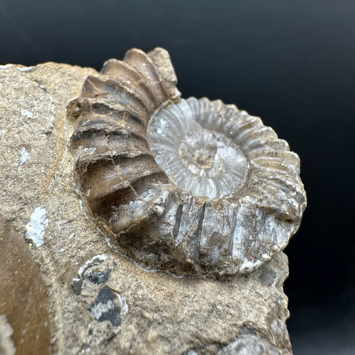 Androgynoceras capricornus Ammonite Fossil With Stand - Whitby, North Yorkshire Jurassic Coast Yorkshire Fossils