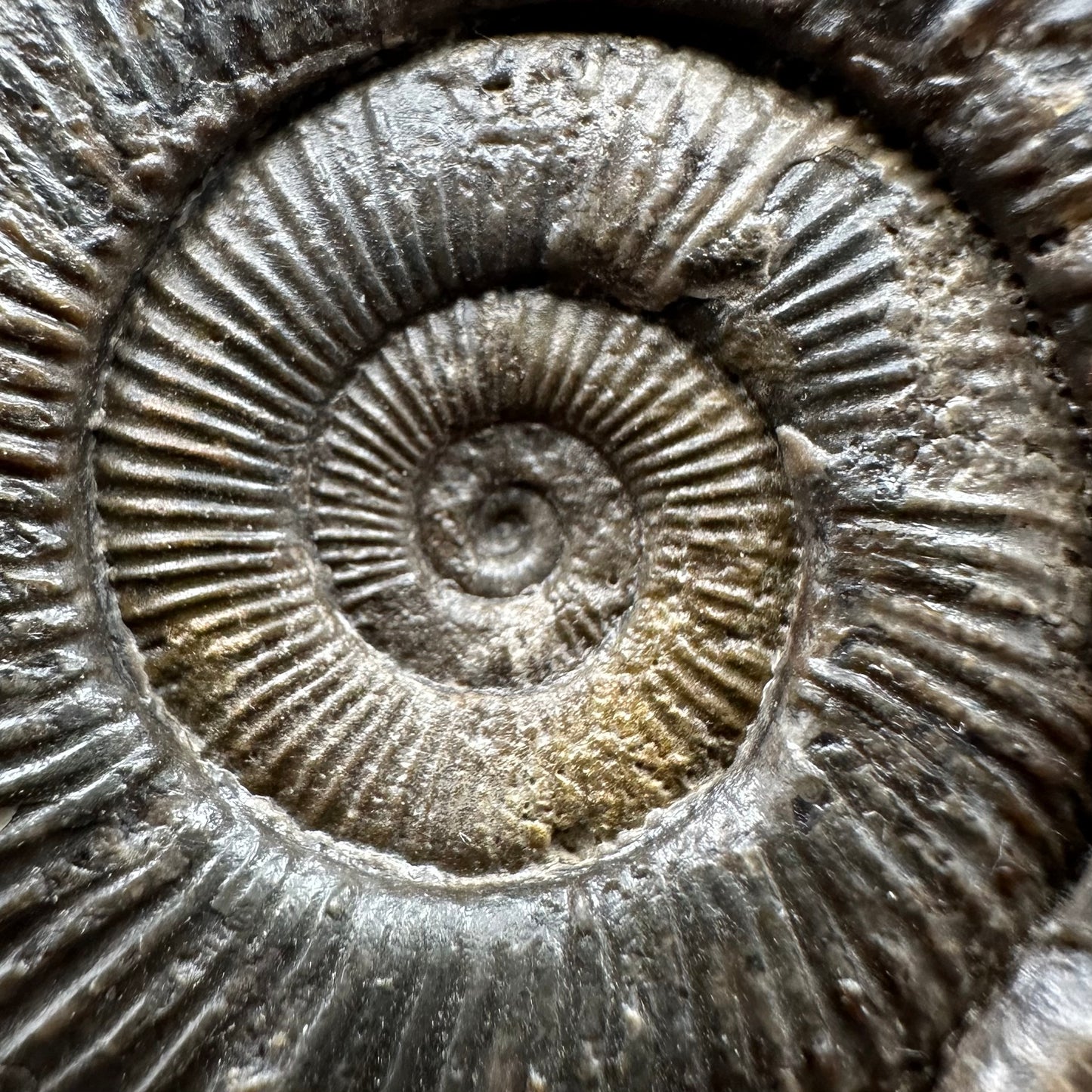 Dactylioceras Ammonite Fossil With box and Stand - Whitby, North Yorkshire Jurassic Coast Yorkshire Fossils