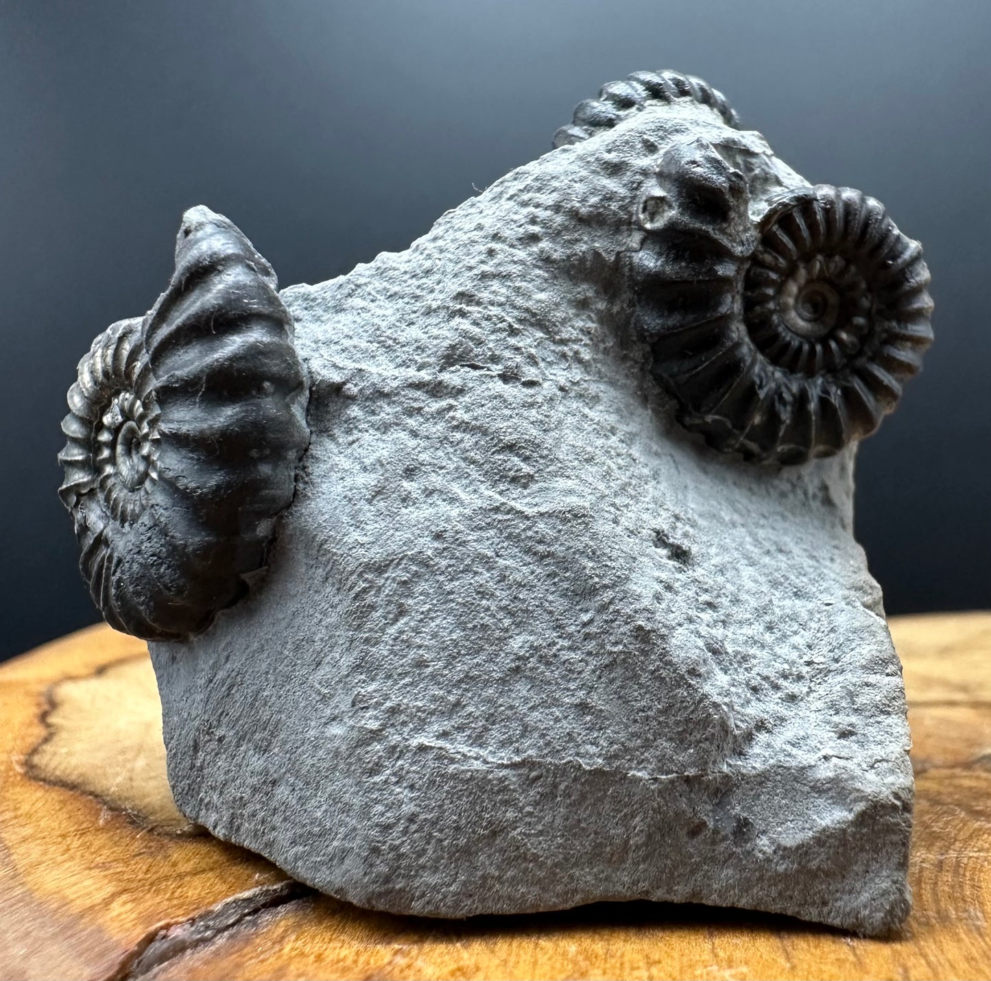 Promicroceras ammonite shell fossil with box and stand - Whitby, North Yorkshire Jurassic Coast Yorkshire Fossils