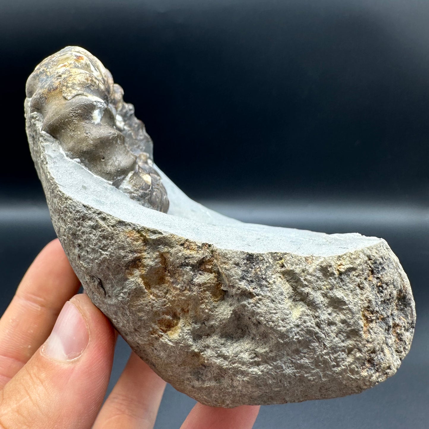 Androgynoceras maculatum ammonite fossil - Whitby, North Yorkshire Jurassic Coast Yorkshire Fossils