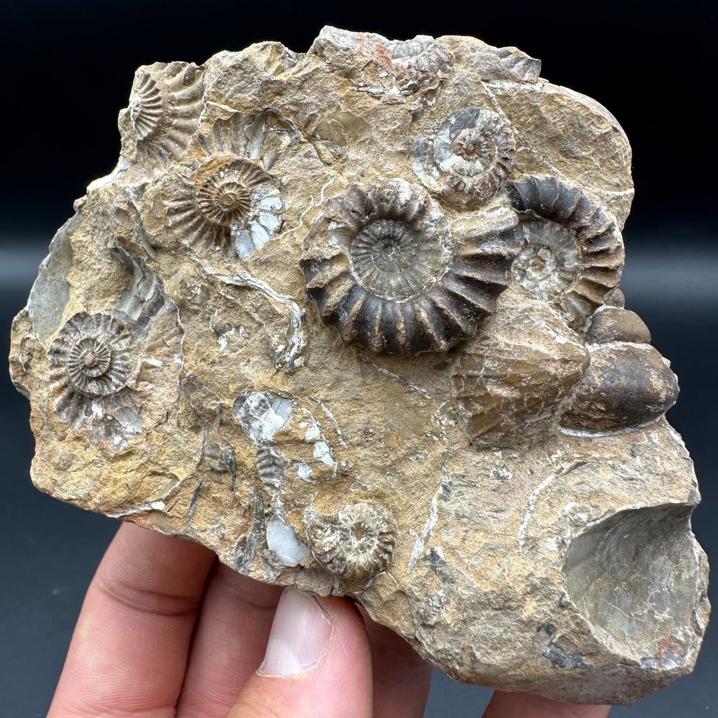 Androgynoceras Capricornus ammonite / Gastropod fossil with box and stand - Whitby, North Yorkshire Jurassic Coast Yorkshire Fossils