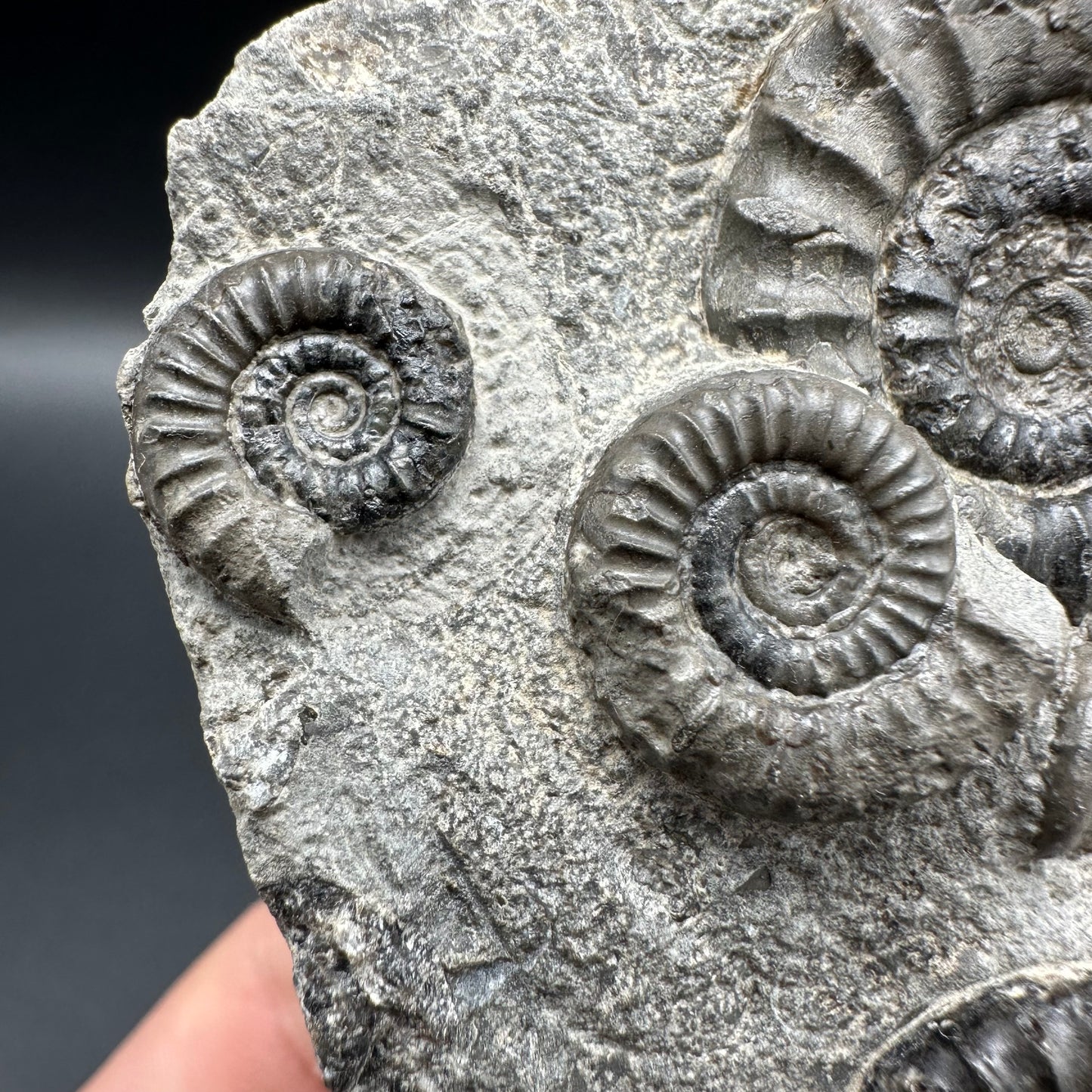 Arnioceras ammonite shell fossil with box and stand - Whitby, North Yorkshire Jurassic Coast Yorkshire Fossils