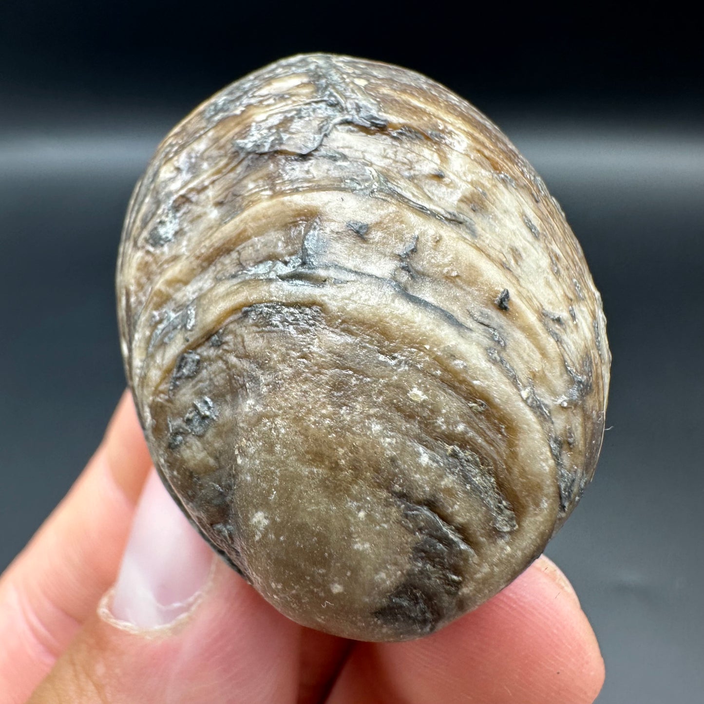 Shell fossil with tin and stand - Whitby, North Yorkshire, Jurassic Coast, Yorkshire Fossils