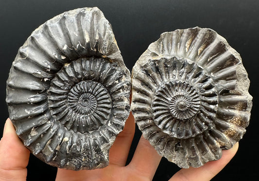 Pleuroceras hawskerense Ammonite fossil with box and stand - Whitby, North Yorkshire Jurassic Coast, Yorkshire fossils