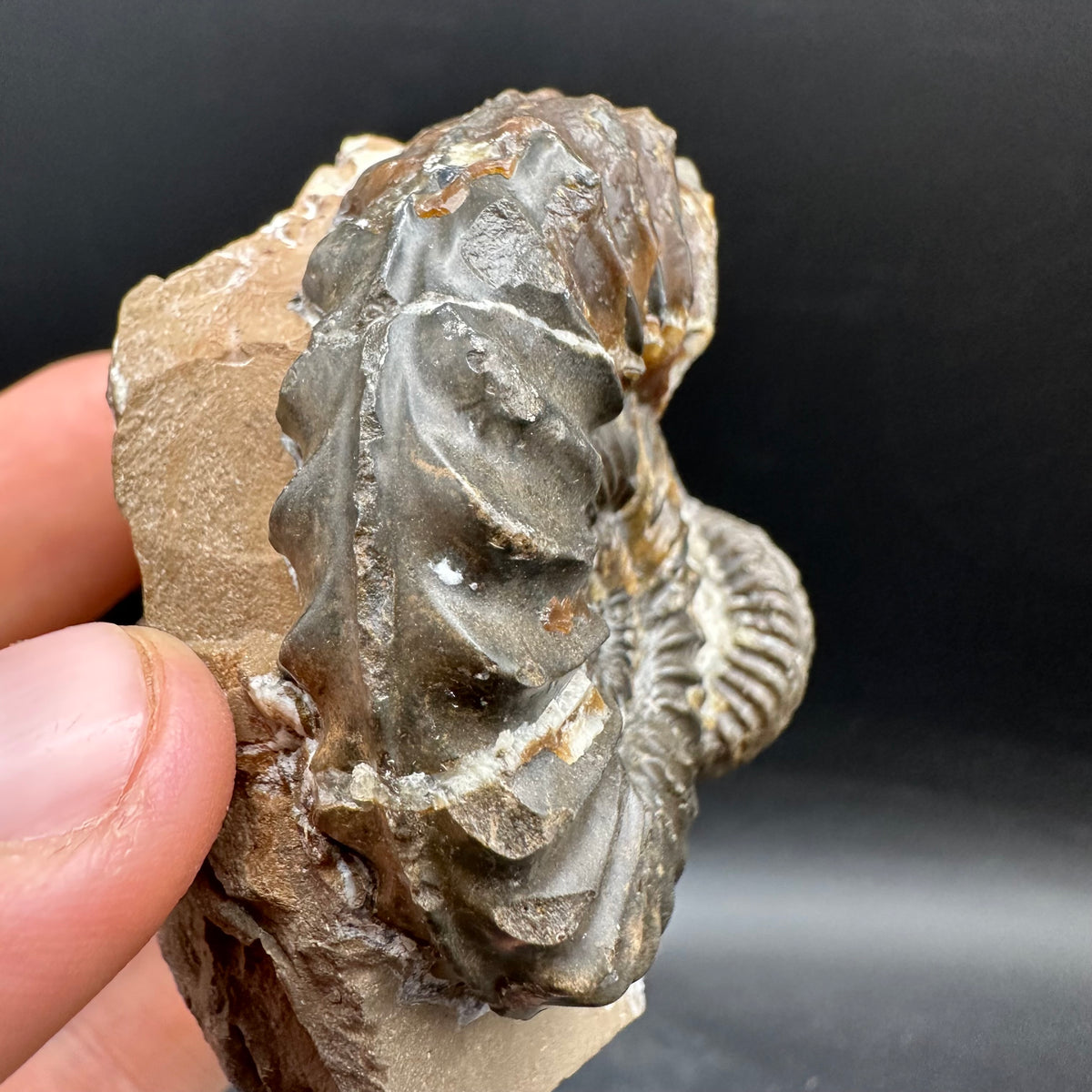 Pleuroceras paucicostatum ammonite fossil with box and stand - Whitby, North Yorkshire Jurassic Coast Yorkshire Fossils
