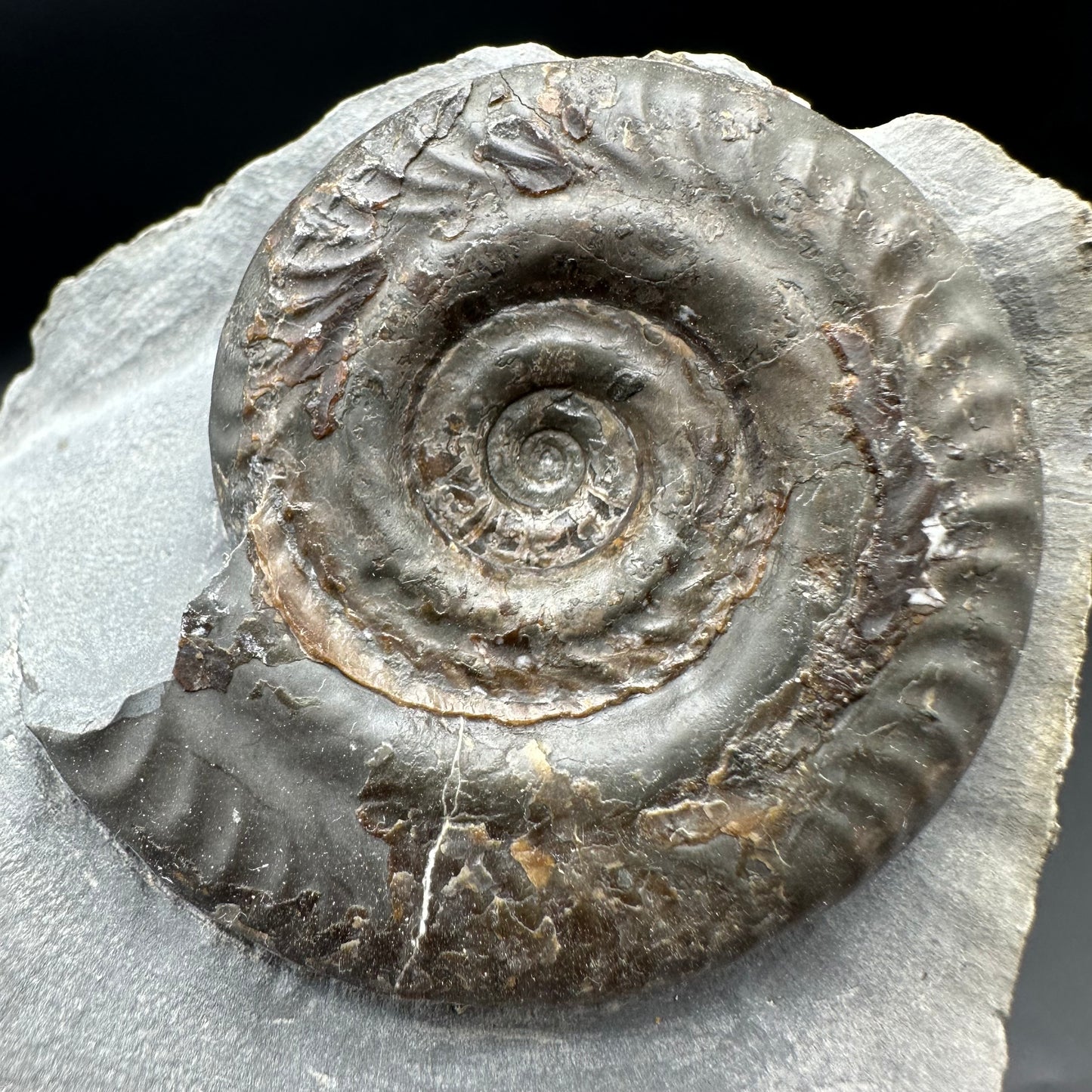 Hildoceras Bifrons ammonite fossil with box and stand - Whitby, North Yorkshire Jurassic Coast Yorkshire Fossils