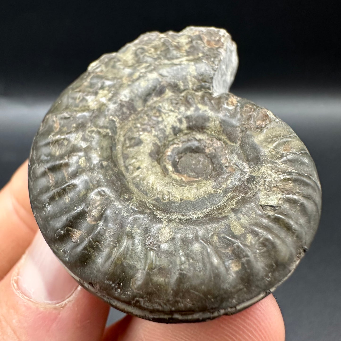 Hildoceras lusitanicum Ammonite fossil with box and stand - Whitby, North Yorkshire, Jurassic Coast, Yorkshire Fossils from the Jurassic Coast