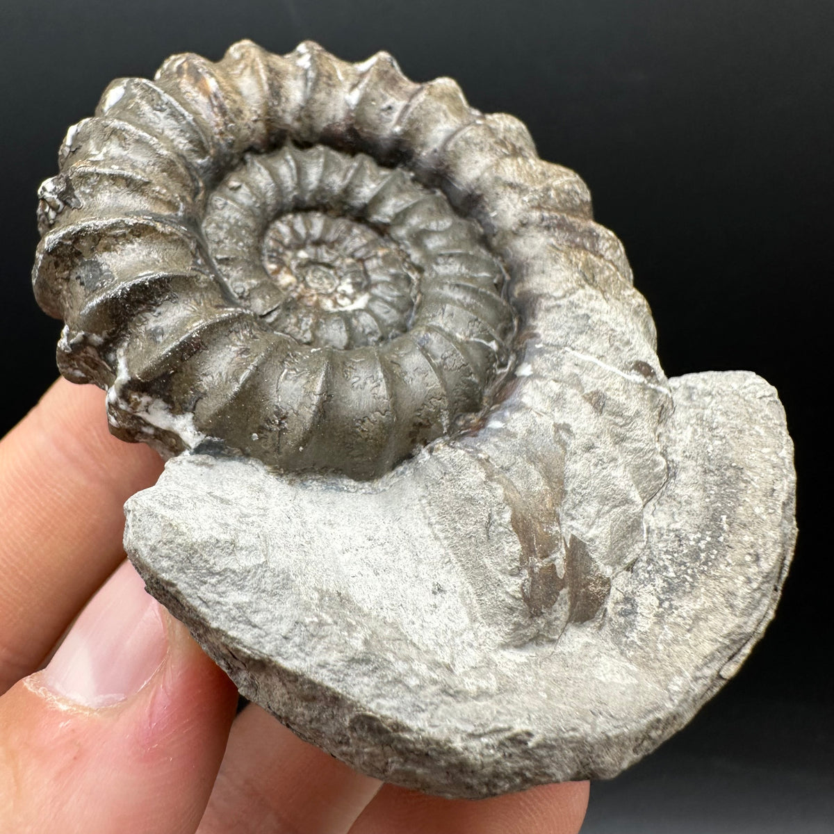 Androgynoceras maculatum ammonite fossil with box and stand - Whitby, North Yorkshire Jurassic Coast Yorkshire Fossils