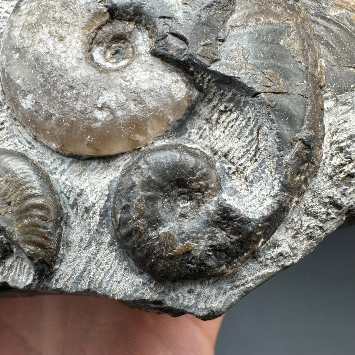 Eleganticeras Elegantulum ammonite fossil - Whitby, North Yorkshire Jurassic Coast, Yorkshire Fossils