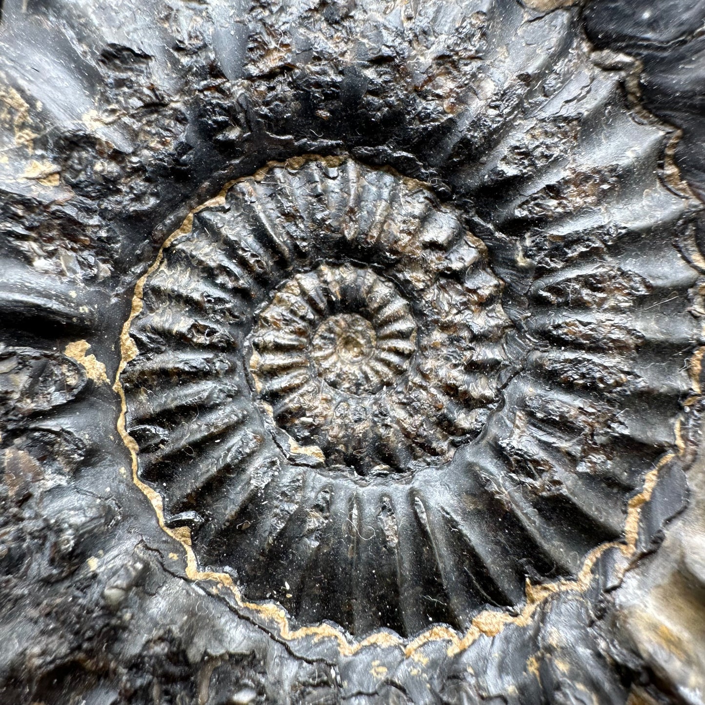 Pleuroceras paucicostatum ammonite fossil with box and stand - Whitby, North Yorkshire Jurassic Coast Yorkshire Fossils