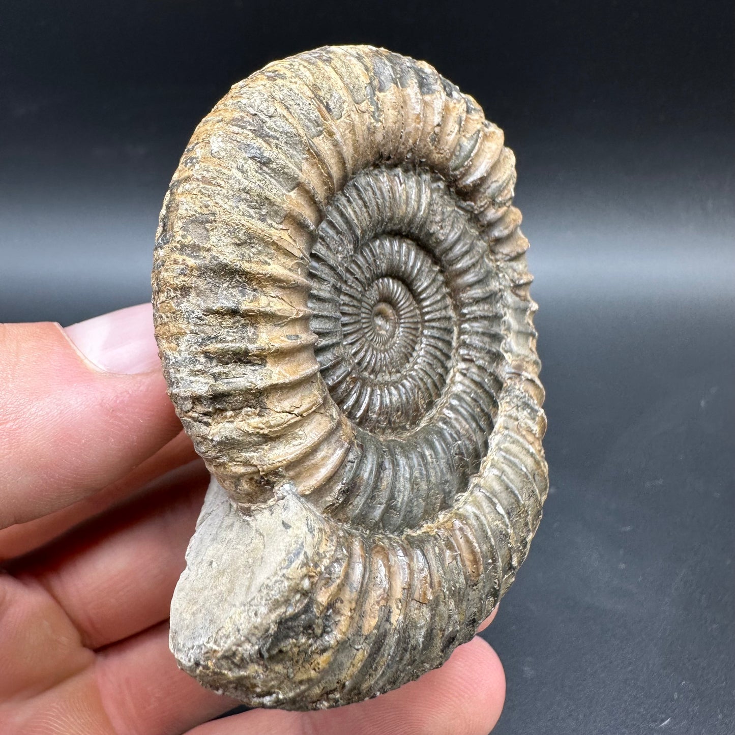Dactylioceras Ammonite Fossil With box and Stand - Whitby, North Yorkshire Jurassic Coast Yorkshire Fossils