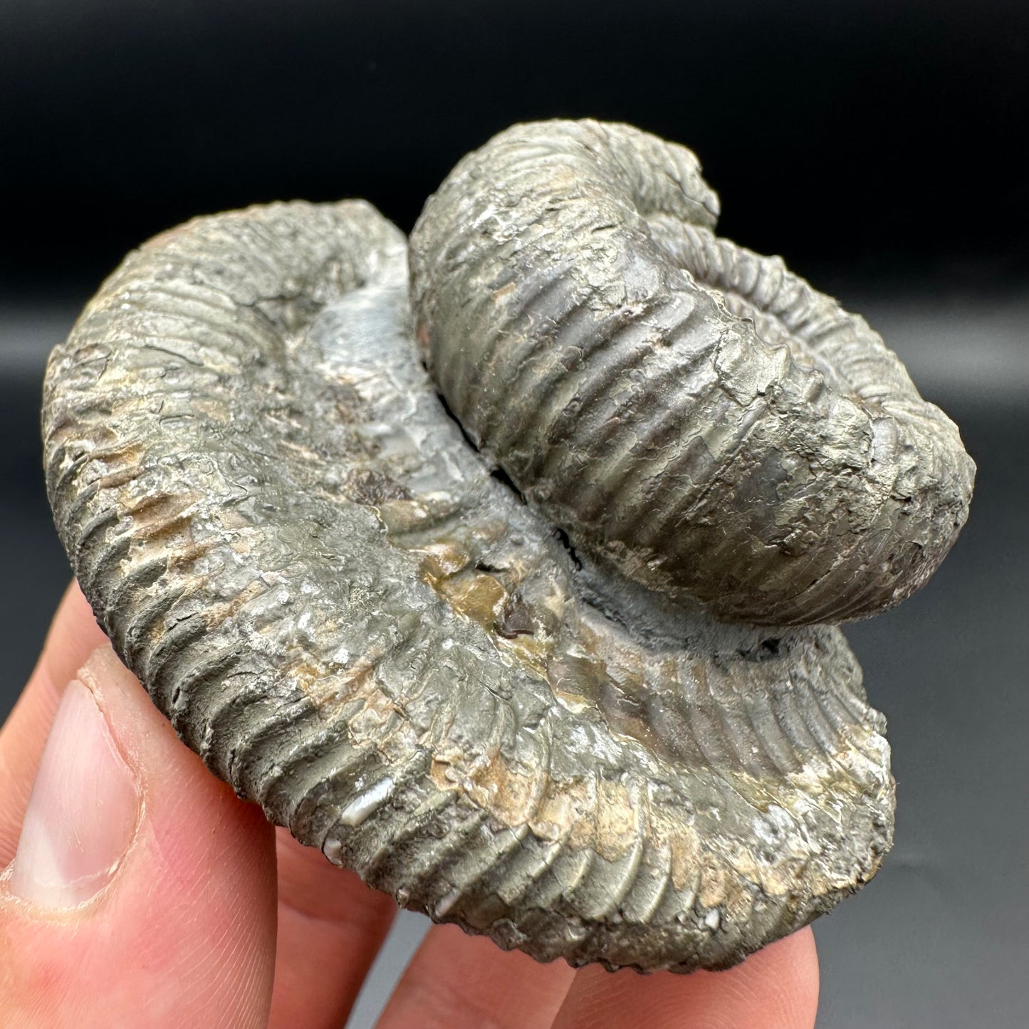 Catacoeloceras Sp. ammonite fossil with box and stand- Whitby, North Yorkshire Jurassic Coast Yorkshire Fossils