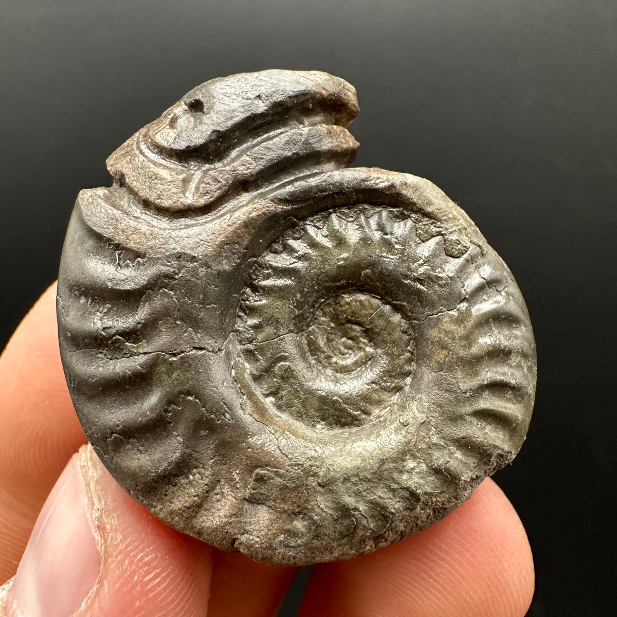 Snakestone Ammonite Fossil With Bag/Box And Stand - Whitby, North Yorkshire Jurassic Coast Yorkshire Fossils