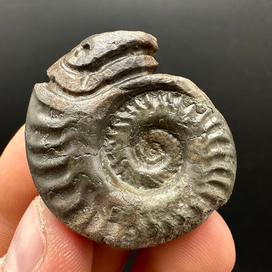 Snakestone Ammonite Fossil With Bag/Box And Stand - Whitby, North Yorkshire Jurassic Coast Yorkshire Fossils